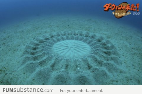 This is made by a tiny fish to attract a mate