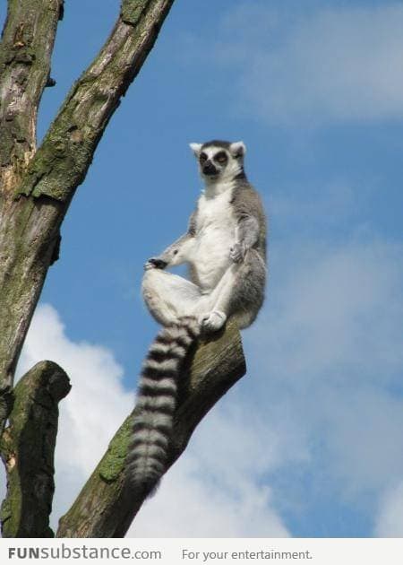 Just saw King Julien in the zoo