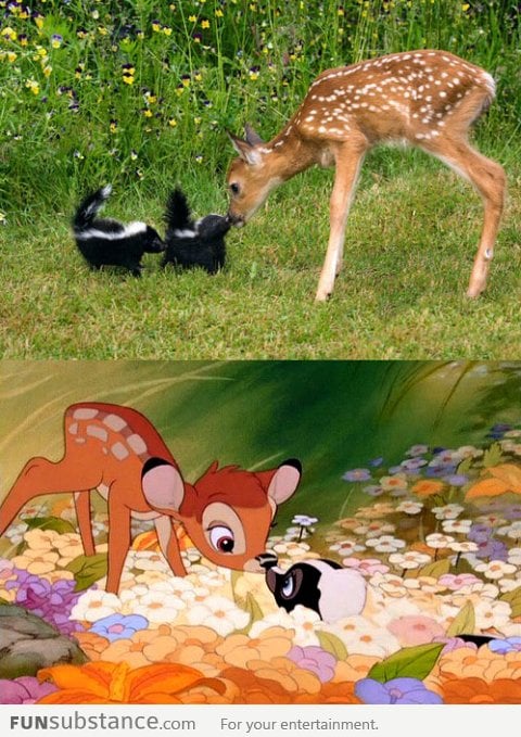 Bambi in real life