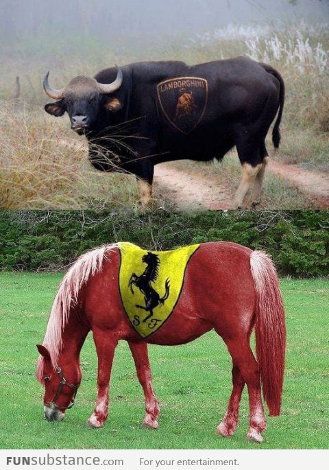 Lamborghini bull and Ferrari horse