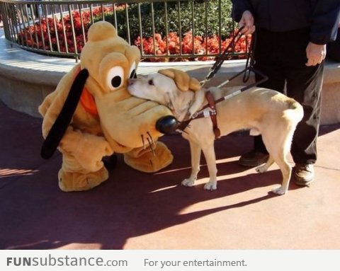 A guide dog meeting Pluto at Disneyland