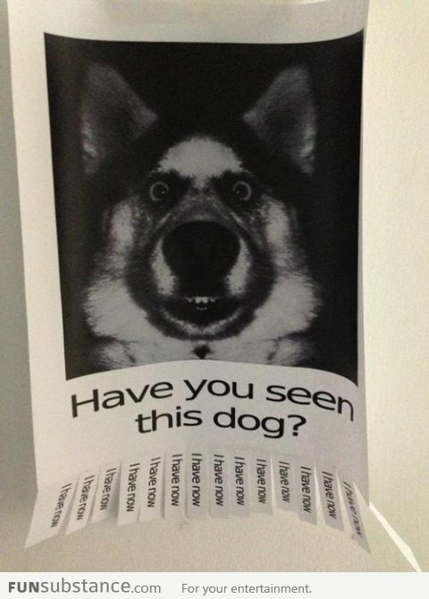 Have you seen this dog?