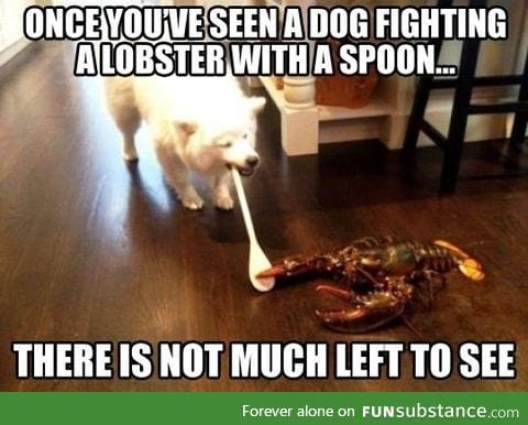 Dog fighting a lobster