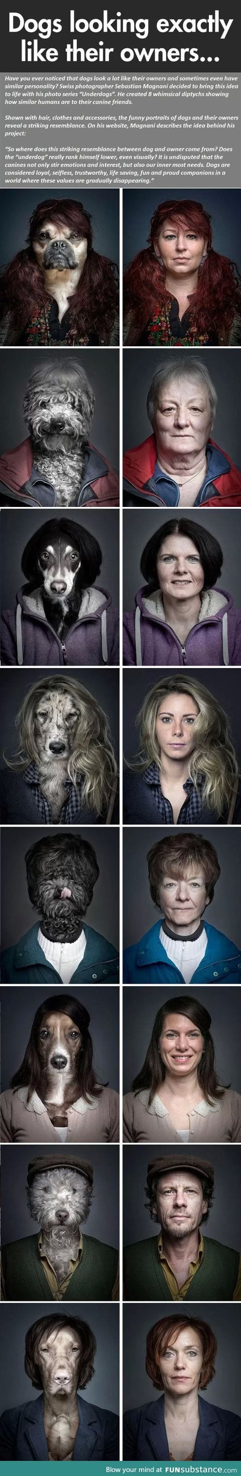 Dogs looking like their owners