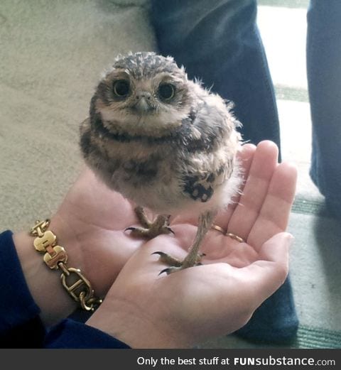This is Arthur, a young burrowing owl