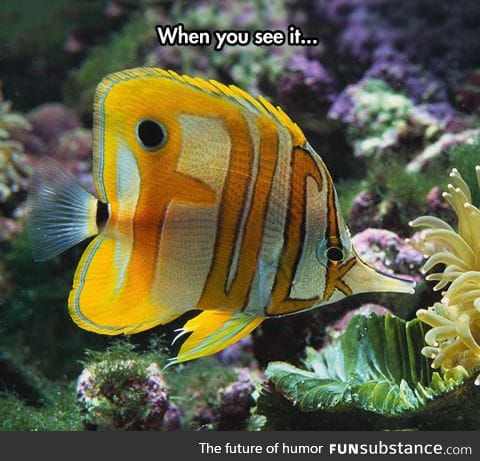 What are you trying to say, fish?