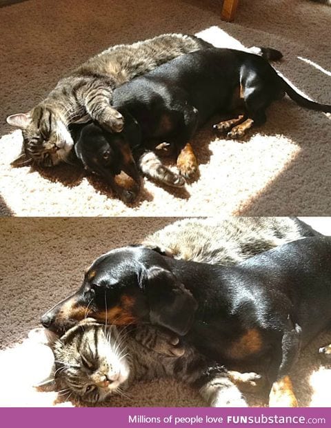 Found my cat and dachshund cuddling together in the sun