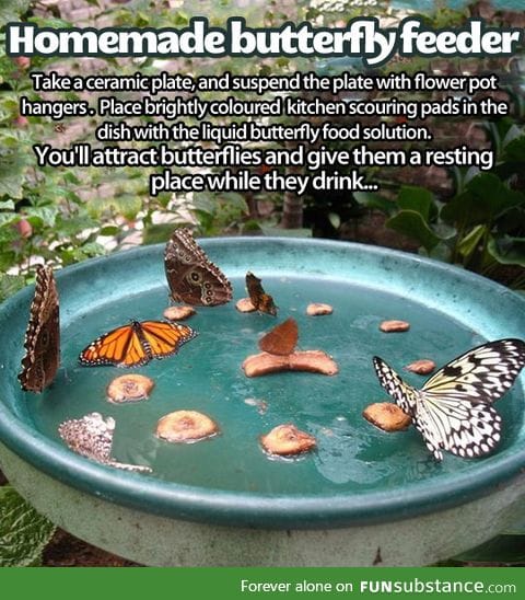 Attract all the butterflies