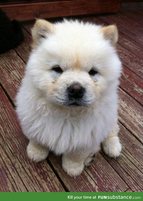 This is Archie the Chow Chow