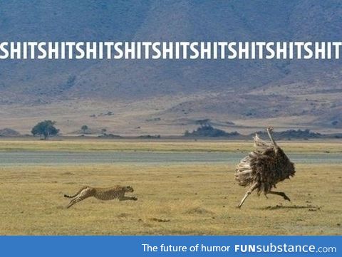 that ostrich needs to get a life