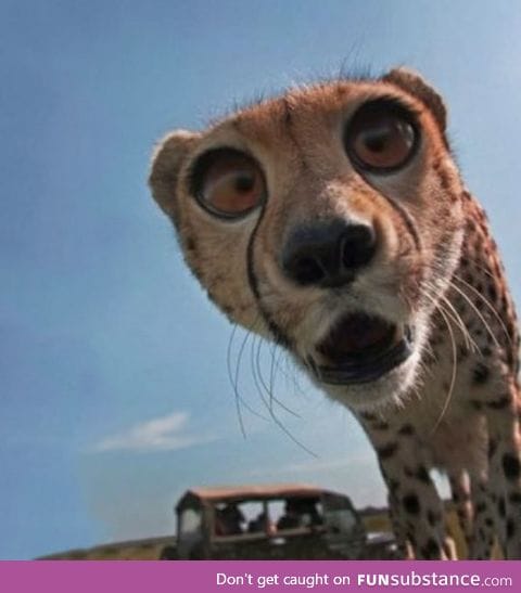 Cheetah derping into the camera