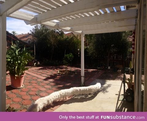Taking a panorama of the yard when the dog walked by. The result