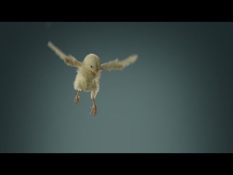 Flying Chicks (Slow Motion)
