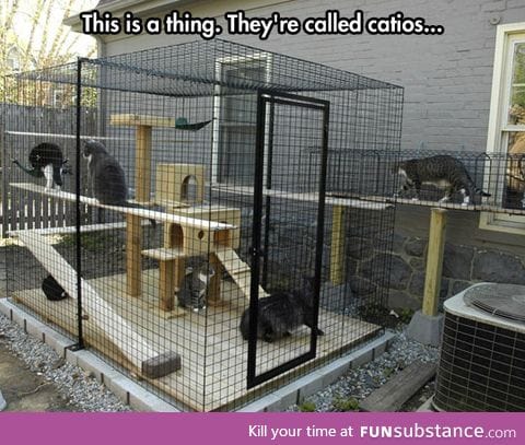 Cat cage in the back yard