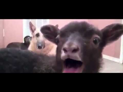 Miley Cyrus Goat Remix