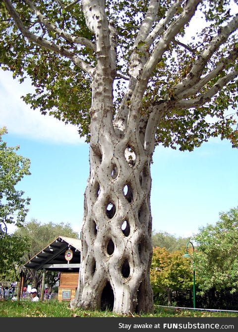 Circus Tree: 6 Sycamores were shaped, bent, and braided to form this