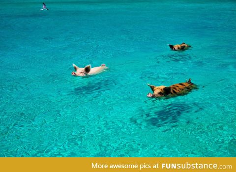 The Swimming Pigs of Exuma Island, Bahamas