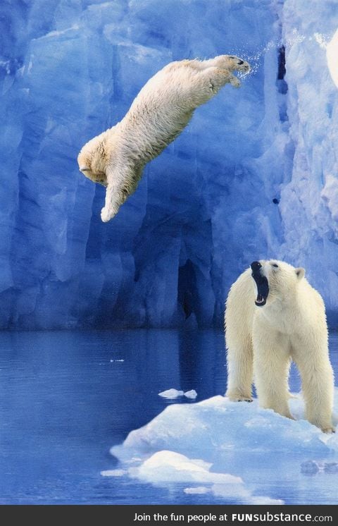 Amazing shot of a jumping polar bear