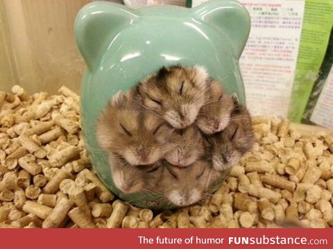 Just a bunch of hamsters snuggling
