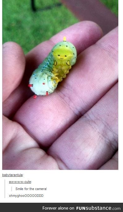 Smiley caterpillar