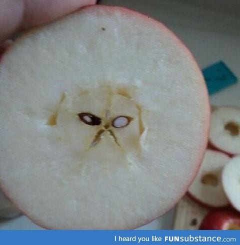 Grumpy cat in my apple