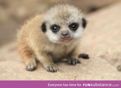 A baby meerkat