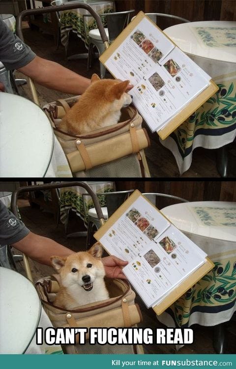 Shibe at restaurant