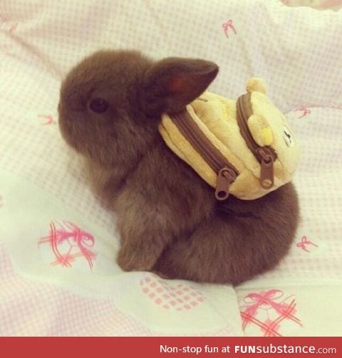 Here's a bunny with a backpack