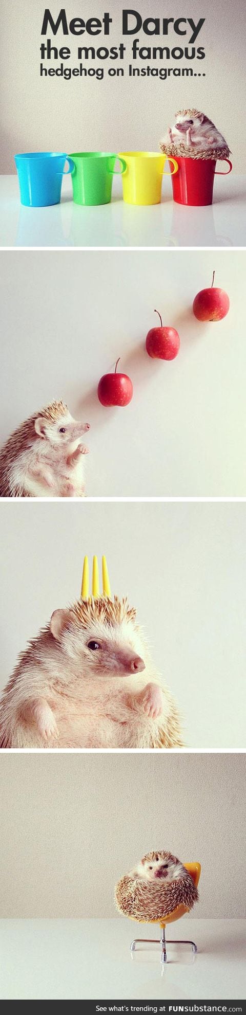 Darcy, the most famous hedgehog on the Internet