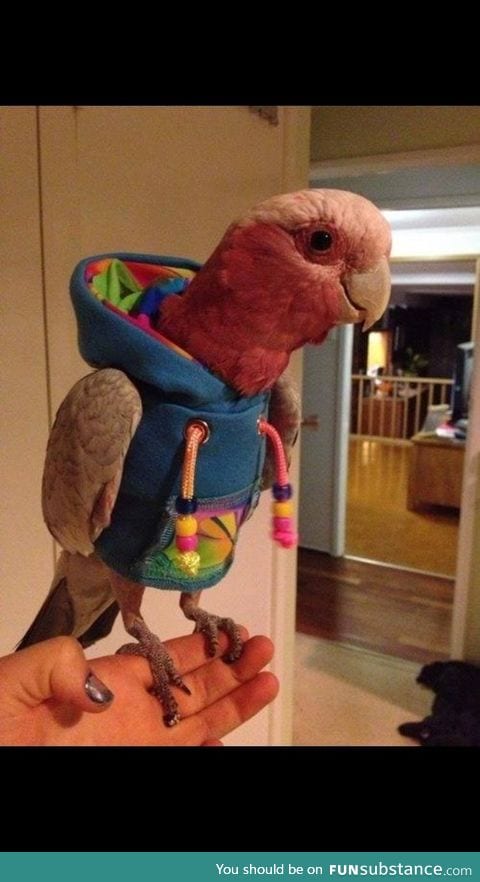 In case you had never seen one, here's a bird wearing a hoodie