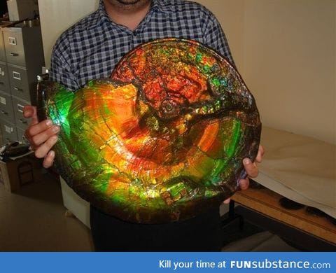 I present to to you: A gigantic opalized ammonite fossil