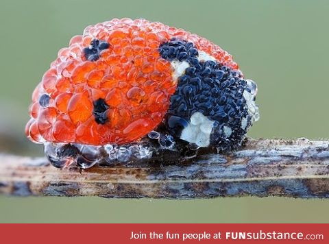 A ladybug covered in morning dew <3