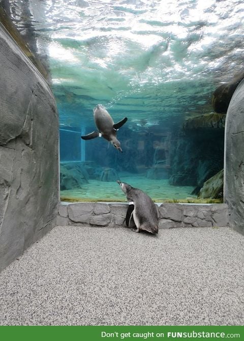 Penguin recognizes his sister outside their tank