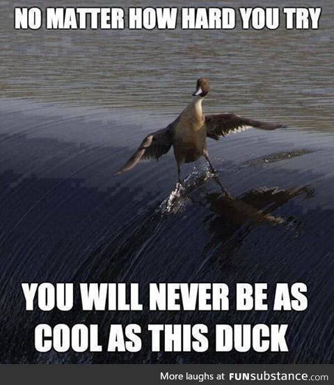 ducking cool