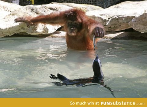 A monkey feeding a penguin