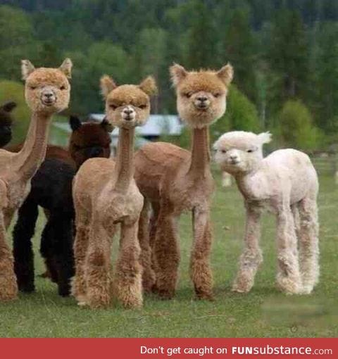 Just some llamas after fleecing