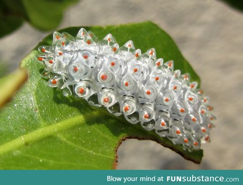 Jewel caterpillar