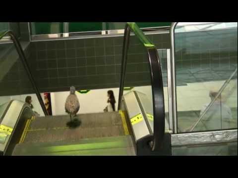 Confused bird can't get off the escalator