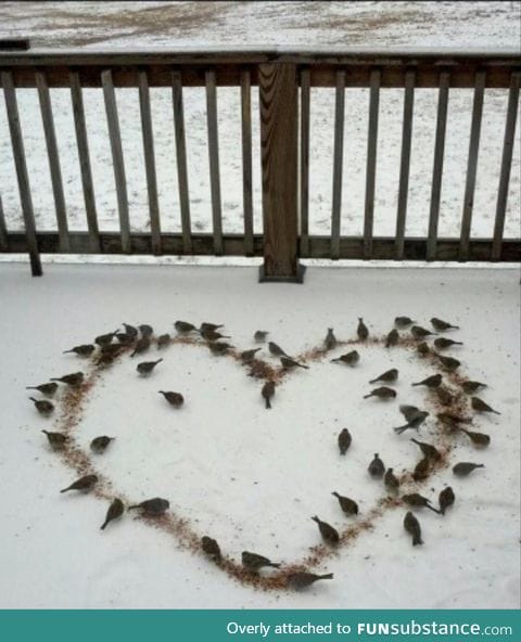 One of my friends made a heart-shaped pile of birdseed