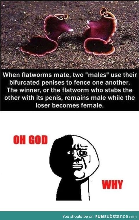 So... Here's a fact about flatworms