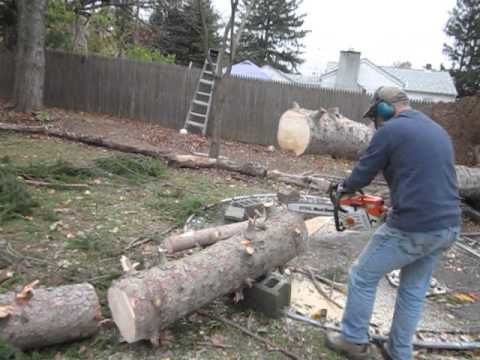Magical tree stands back up after being chopped