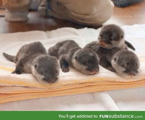 Baby otters!