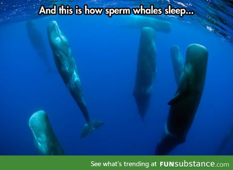 How sperm whales sleep