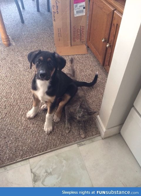 My Puppy was getting too rowdy with the Cat so I told him to "sit"