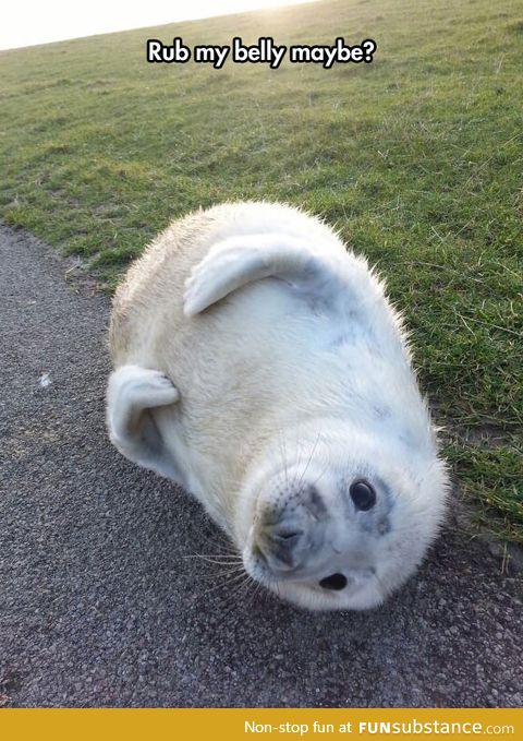 Please rub my belly