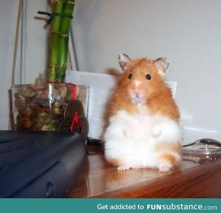 Rhino the hamster