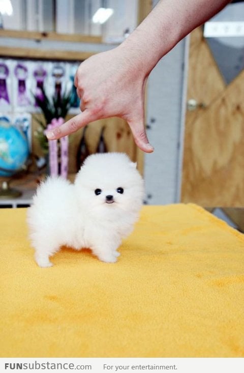 Baby cotton ball