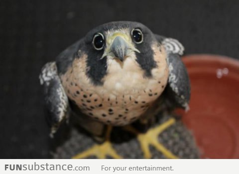 Falcon Version of Puppy Dog Eyes