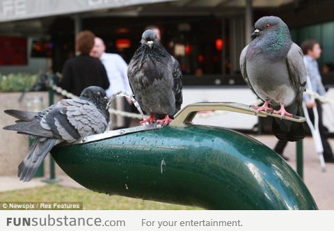 Three pigeons figured out how to work the drinking fountain