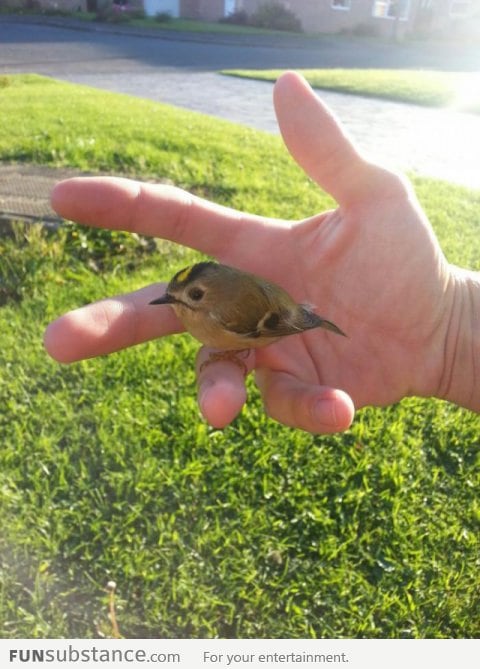 A bird in the hand